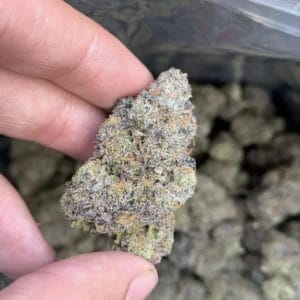 Gelato Runtz - Exotic